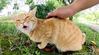 甘えん坊の茶トラ猫が可愛い声で鳴きながら足にスリスリしてきた