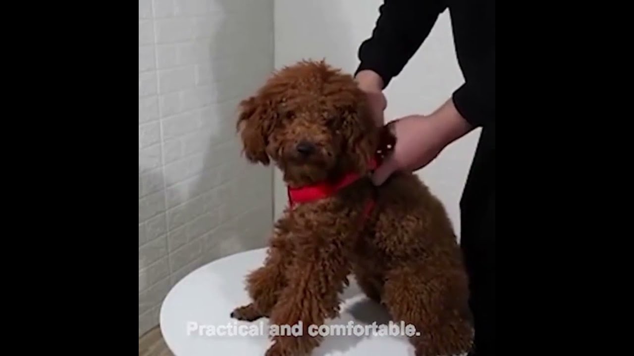 LED Dog Leash! Dog Lights for Harness! 