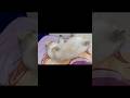9 month old kitten cat Pepper loves belly rubbing rolling and meowing on bed