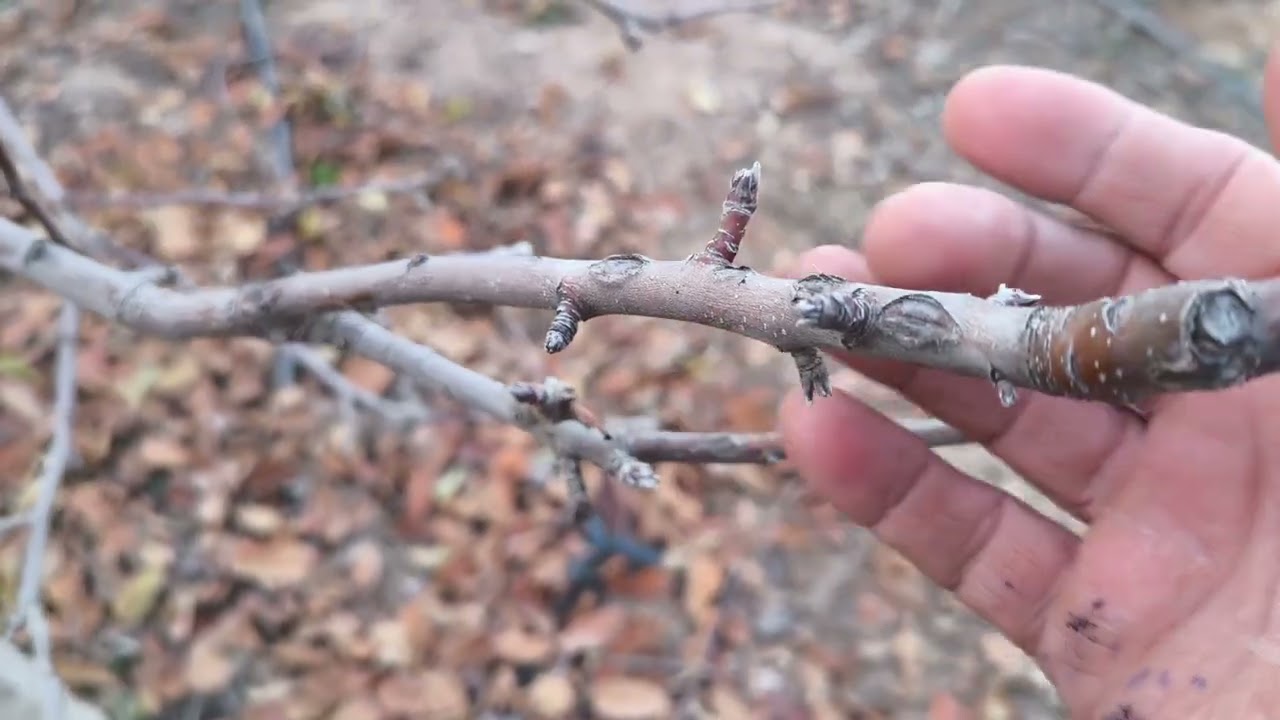 Como podar tu manzano para tu huerto y tener una buena producción ( variedad Royal Gala)