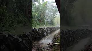 Natural Rain Sounds for Sleep 🌧️ No Music, Just Rain