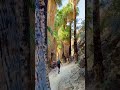 The worlds largest reserve of California Fan Palms 🌴😍 Indian Canyons | Palm Springs California