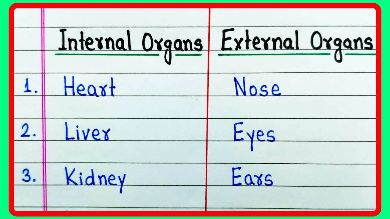 Internal Organs And External Organs 10 Internal Organs 10 External internal-organs-and-external-organs-10-internal-organs-10-external