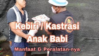 Kebiri / Kastrasi Pada Anakan Babi Manfaat Kastrasi. Peternakan Babi Di Bali