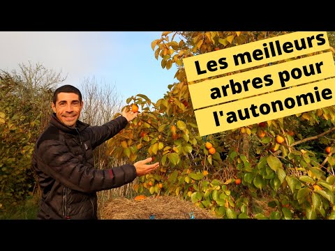 Vidéo: Quels arbres fruitiers poussent dans la zone 6 : Conseils pour choisir des arbres fruitiers pour la zone 6