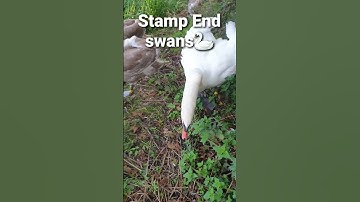 😂Artois you f***er!!😂🦢🔥 (Warning!! contains fowl language!!).