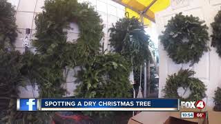 Tips to keep your Christmas tree fresh