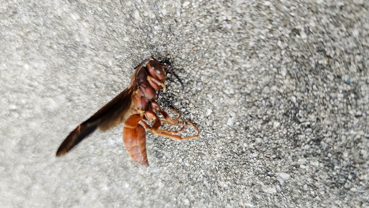 Pro Defense Pest Control: Expert Termite, Rodent & Bed Bug Removal in SATX & Boerne