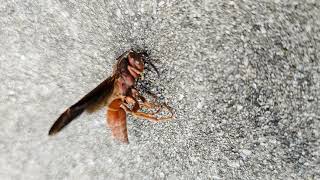 Pro Defense Pest Control: Expert Termite, Rodent & Bed Bug Removal in SATX & Boerne