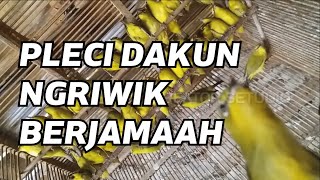 PLECI DAKUN NGRIWIK BERJAMAAH