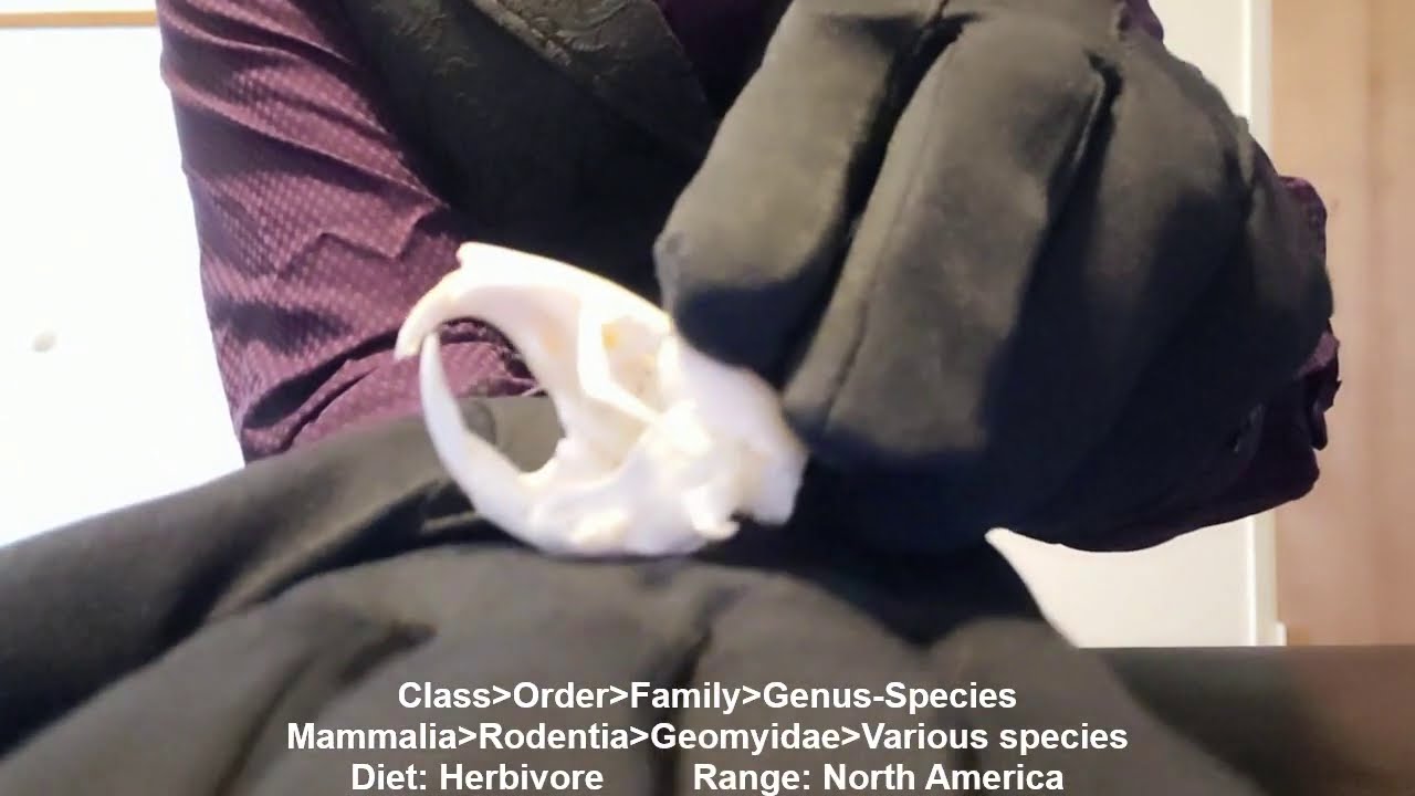 Bone Box-Lets Talk Bones (Pocket Gopher)