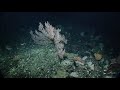 2019 Nautilus Expedition Mid-Season Highlights | Nautilus Live