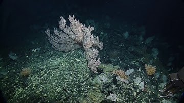 2019 Nautilus Expedition Mid-Season Highlights | Nautilus Live