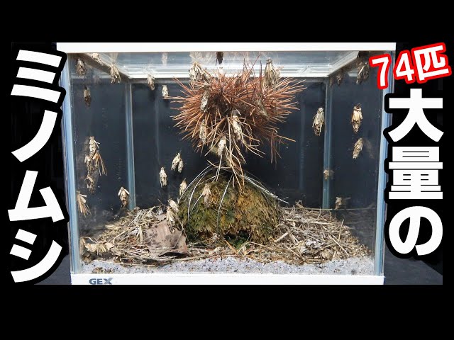 みのむし みのむし水槽 製作】大量発生のミノムシを飼う！ 蛾になるのか？ - YouTube
