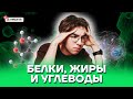 Белки, жиры и углеводы | Биология ОГЭ 2022 | Умскул