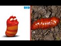 Larva Real Life Characters SMS TV Larva Real Life Characters SMS TV