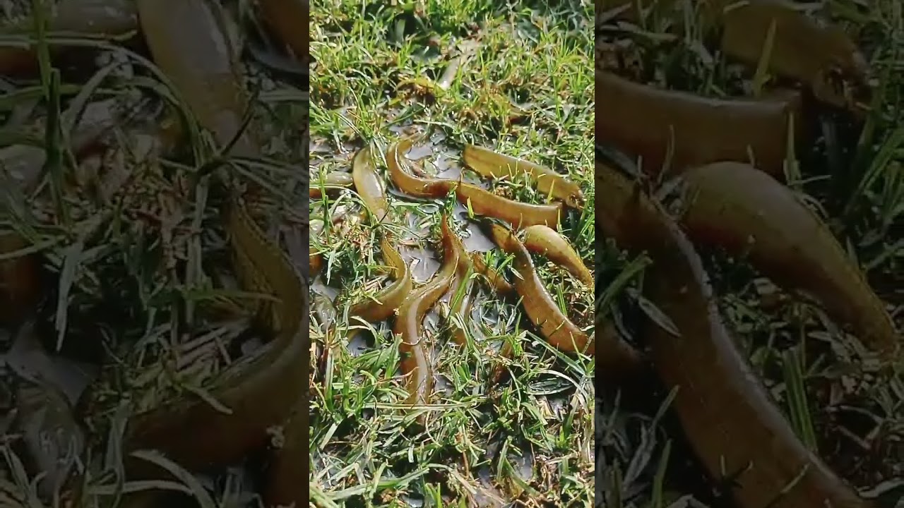 👉👉Small Fish Big Challenge Underwater Survival छोटी मछली, बड़ी चुनौती | पानी के अंदर संघर्ष!✅✅😱😱