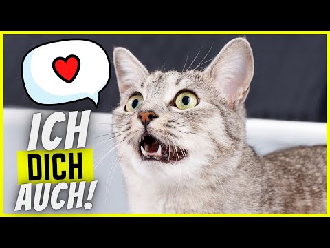 Video: Wissen Katzen, dass du sie liebst?