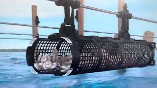 Real Scene of Oyster Basket Farming