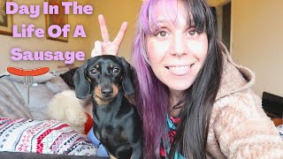 Day In The Life Of A Miniature Dachshund