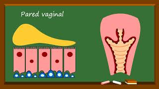 🌸¿Cuál es la diferencia entre la VAGINA y la VULVA?