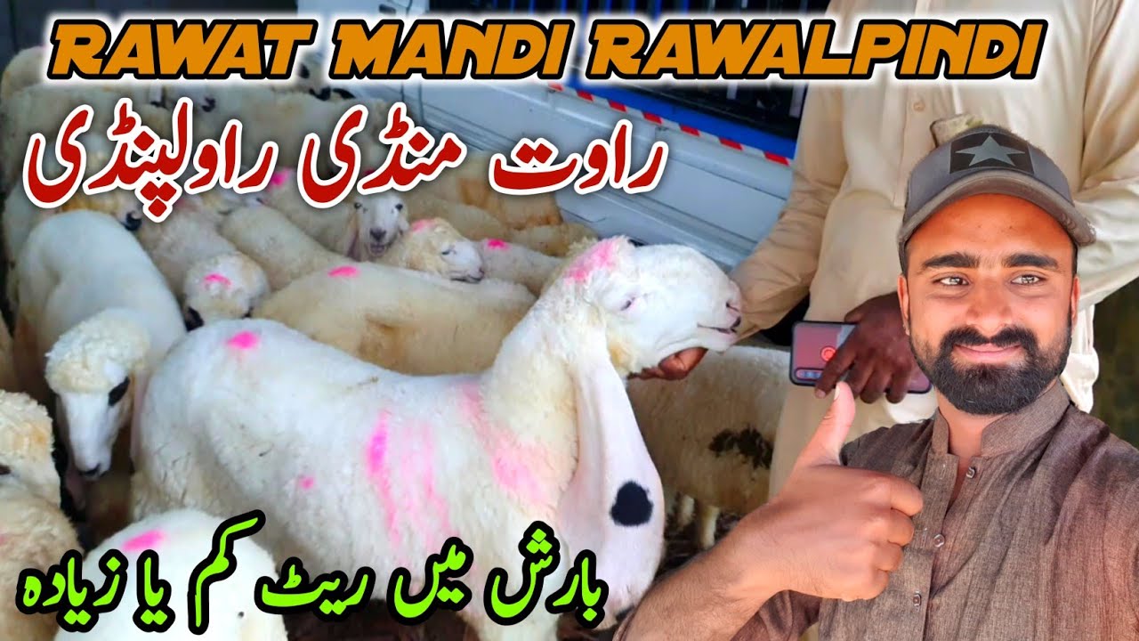 Bakra Mandi Rwp Today Rawat Bakra Mandi Rawalpindi Latest Update 23 July 2024 - YouTube