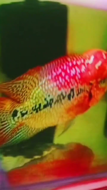 king kamfa #flowerhorn #fishfarm #fish #shorts #m star aquarium