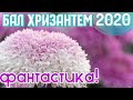 Крым. РЕКОРДНЫЙ БАЛ ХРИЗАНТЕМ! Цветочный бум в ноябре! Никитский Ботанический сад. Ялта сегодня 2020