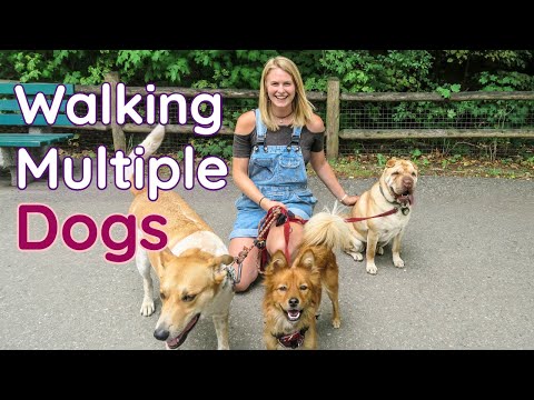 the-secret-to-walking-multiple-dogs-at-the-same-time