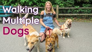 The SECRET to Walking Multiple Dogs AT THE SAME TIME