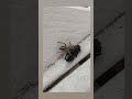 jumping spider grabs lunch to go!