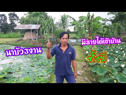 เกษตรผสมผสานทำนาบัว!!เลี้ยงวัวเลี้ยงปลาเลี้ยงกบ..ครบวงจร
