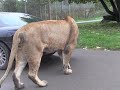 Lion attacks car at longleat safari park