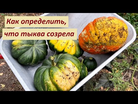 Как понять, что тыква созрела