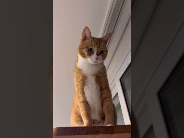 털찐고양이