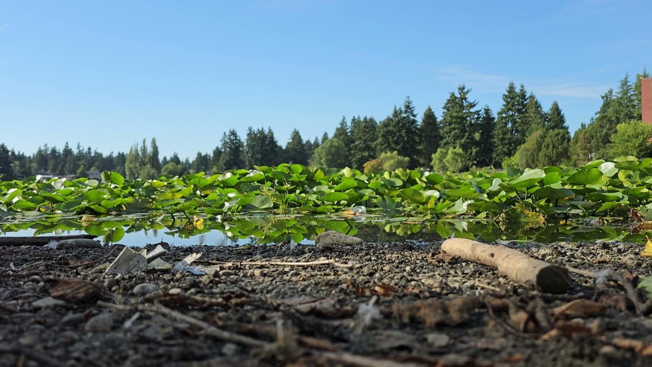 Peaceful Lake Scene In Seattle, 8K Video.