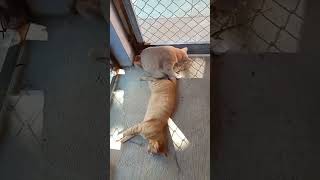 แมว แมว #ทาสแมว #แมวน่ารัก #แมวอ้วน #แมว