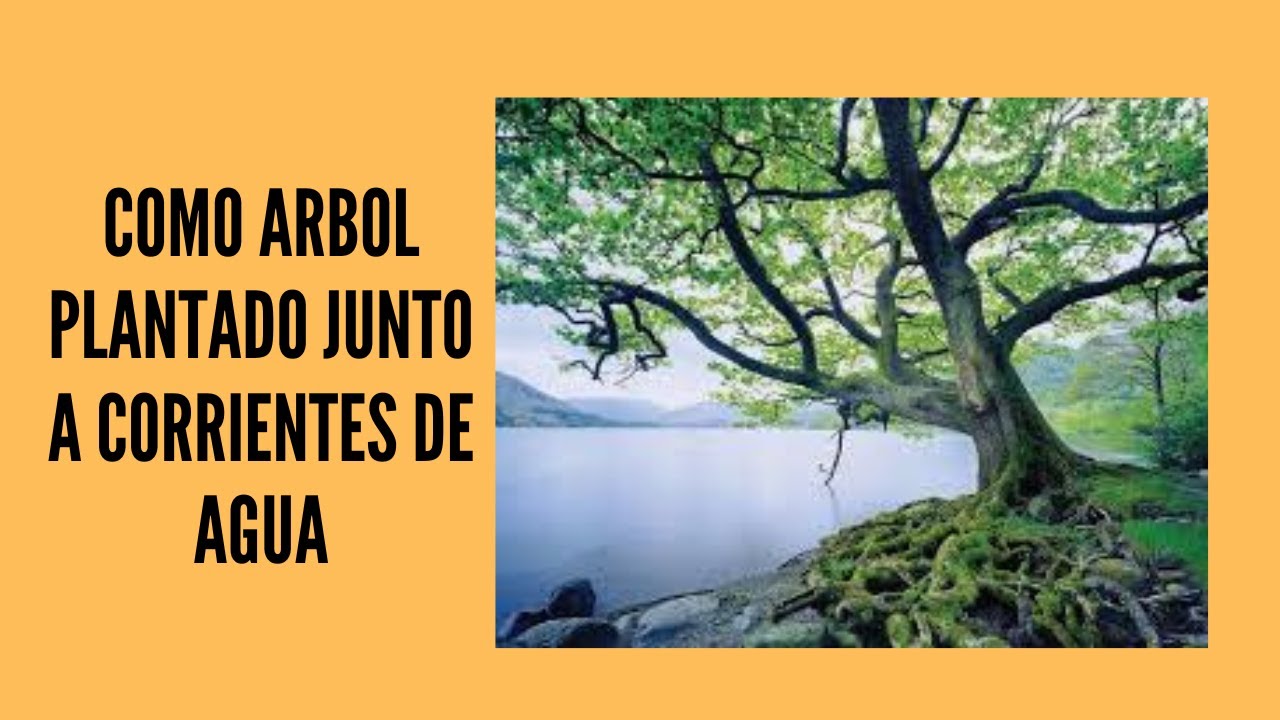 Como árbol Plantado Junto A Corrientes De Agua