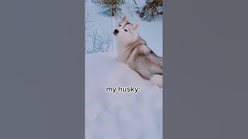 Thumbnail of Husky REFUSES to Come Inside! (and EATS snow to prove she's not cold!)