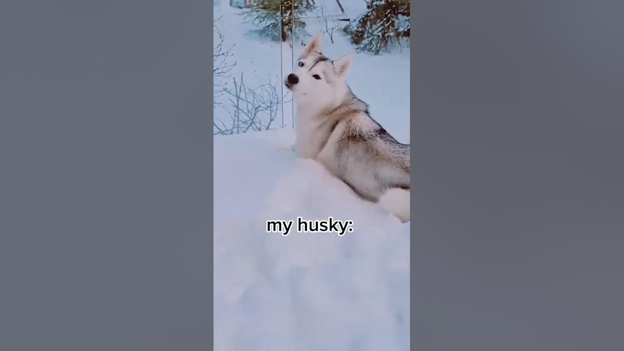 Husky REFUSES to Come Inside! (and EATS snow to prove she's not cold!) Husky REFUSES to Come Inside! (and EATS snow to prove she's not cold!)
