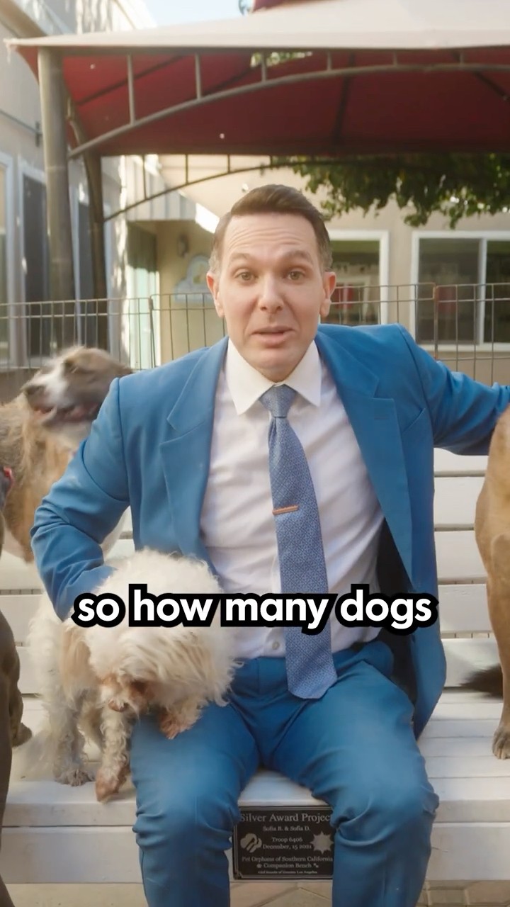 How Many Pets Can Someone Legally Have