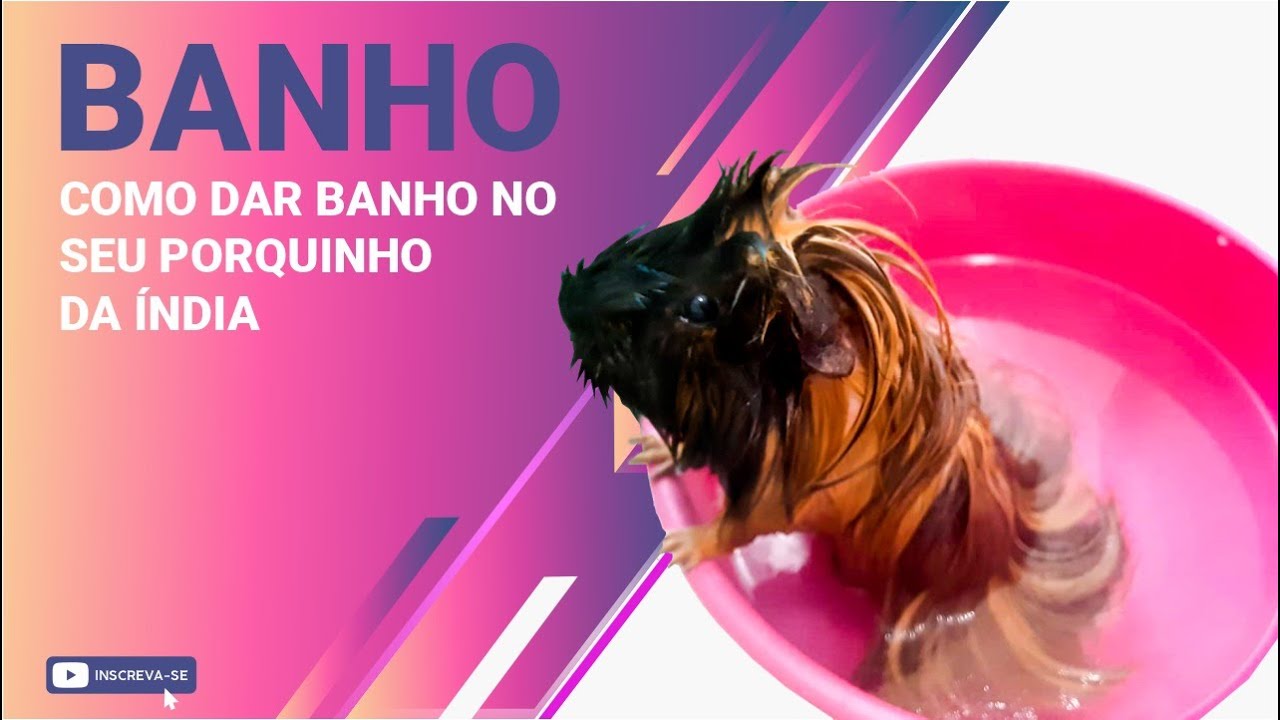 Como dar Banho e Higienizar o Porquinho da Índia
