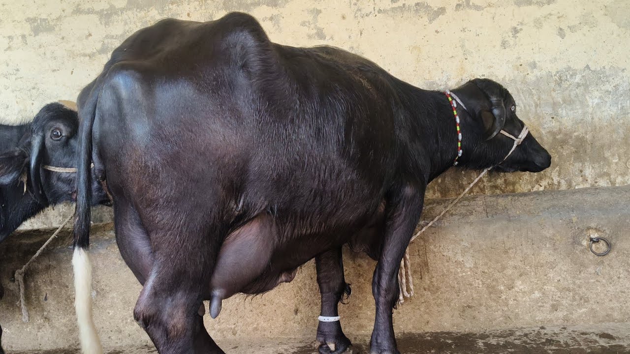 محمداحسان بلوچ407گ ب{03عددٹاپ کلاس بھینسیں} 23فروری2026 Pure Neli Ravi Buffalos for Sale  EitfaaqTv 