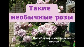 Беседы о розах. Каких размеров бывают флорибунды и чайногибридные розы.