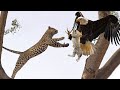 OMG! Giant Eagle Hunt Leopard Cub When Mother Leopard Climbing Tree Attack Monkey - Leopard vs Eagle