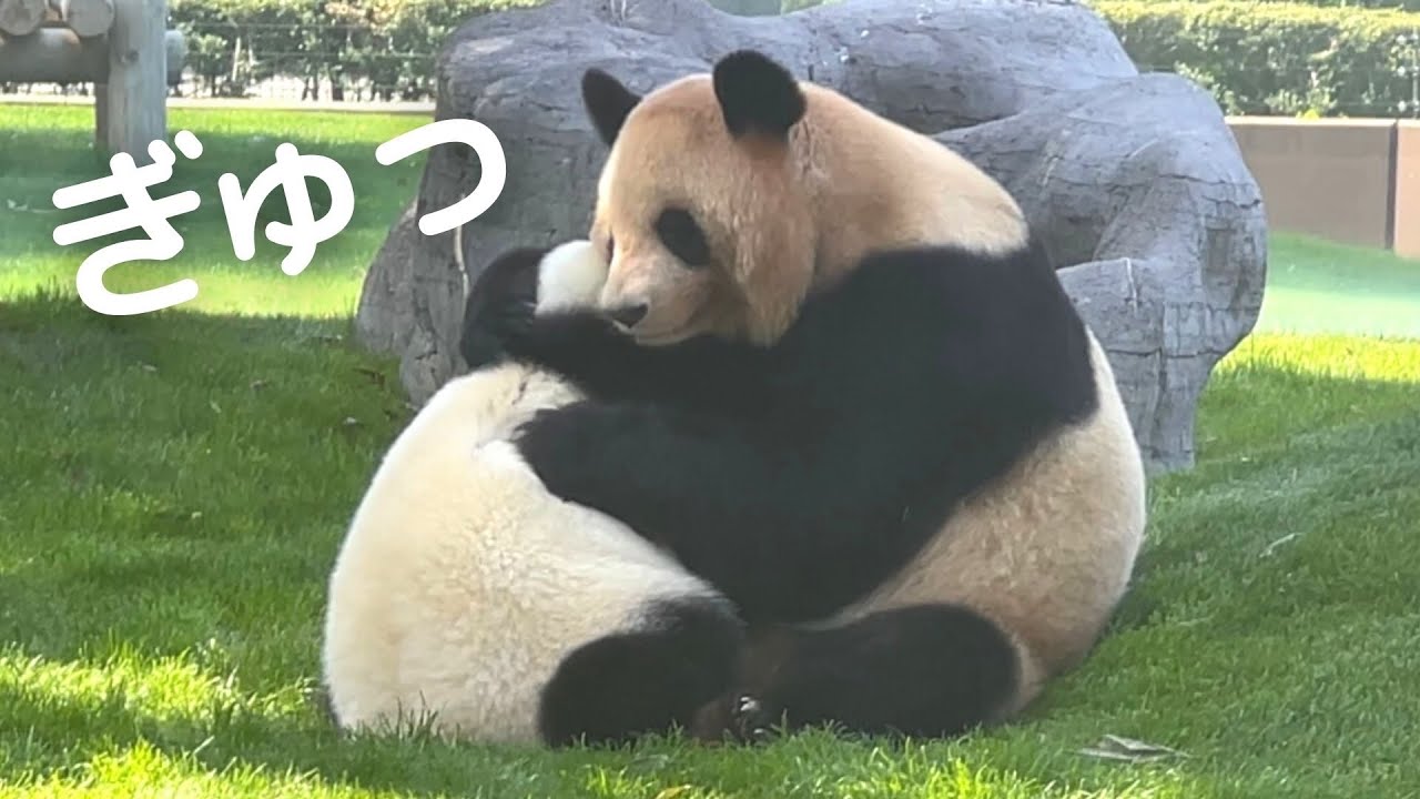 涙腺ゆるむ 愛しそうにぎゅっと抱きしめる授乳タイム パンダの親子 良浜 楓浜 Youtube