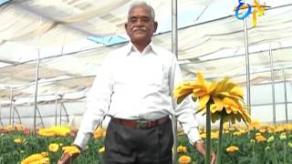 Gerbera Cultivation is profitable – says warangal farmer