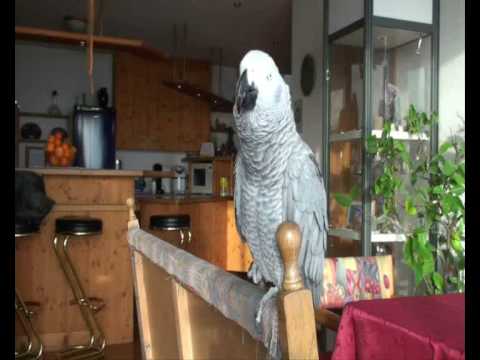 Eine tierische Unterhaltung - Jakob & Tara - die sprechenden Papageien