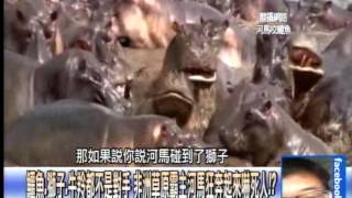 非洲最兇狠殺人機器魂斷台灣‥1031229-02