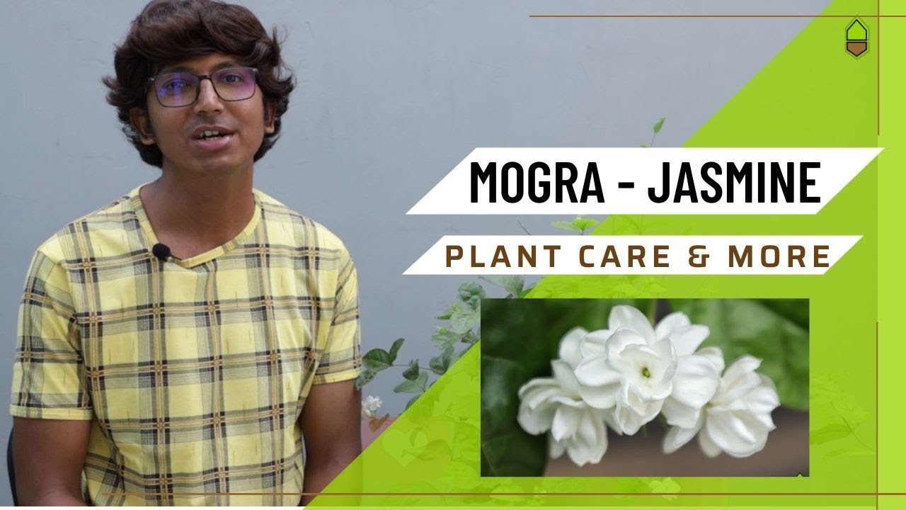 Mogra Plant care (in Hindi) Jasmine Jasminum Sambac Fertilizer